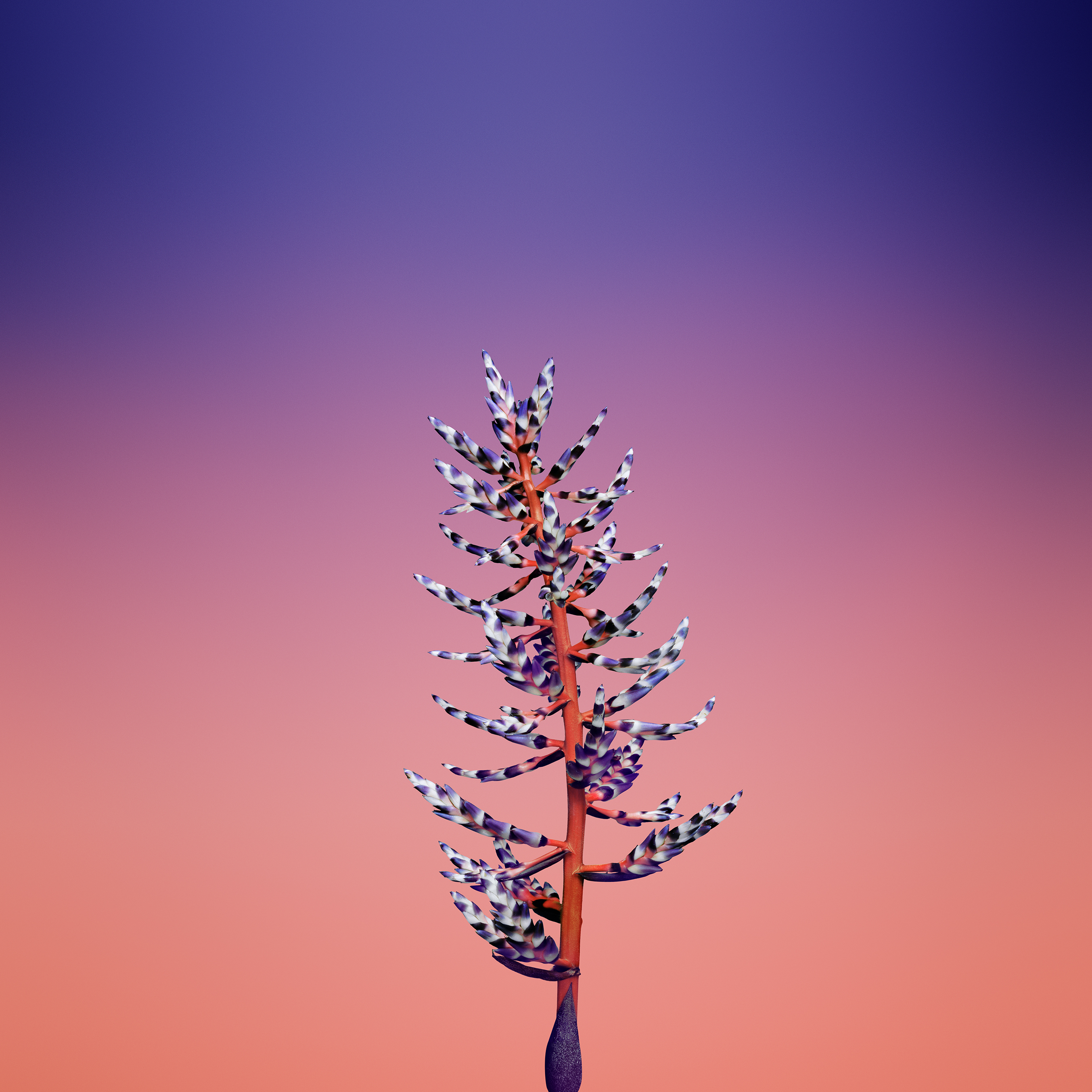 Flower_AECHMEA.jpg