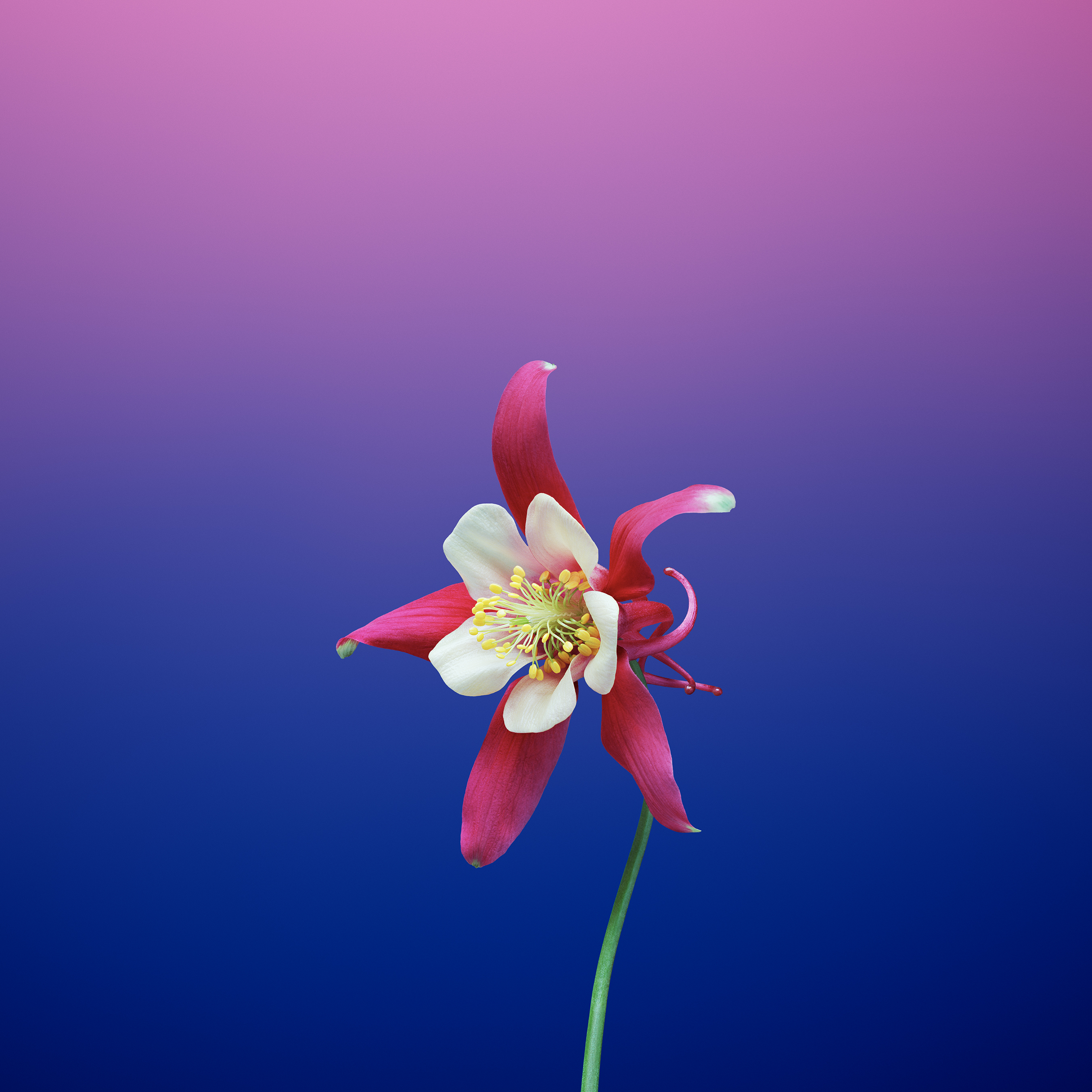 Flower_AQUILEGIA.jpg