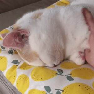 63e5c1e1ly1g5r7imvfafg208c08c4qq.gif