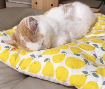 63e5c1e1ly1g5r7ioz056g209y08enpe.gif