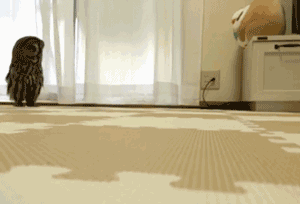 8697454cgy1ft4t7ig1a1g208c05oaoj.gif