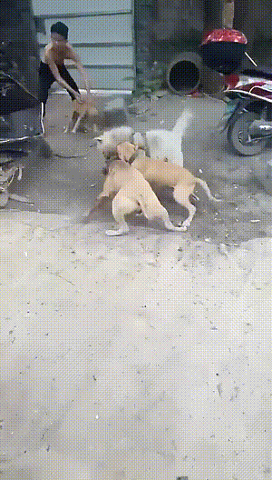 7d1ef8f4gy1g7e5m1echfg208c0eo4qv.gif