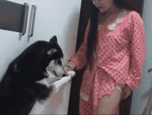 007kPYPngy1g7s95edhn7g308c06b7wh.gif