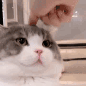 007kPYPngy1gaadawzsbhg30a00a01kx.gif