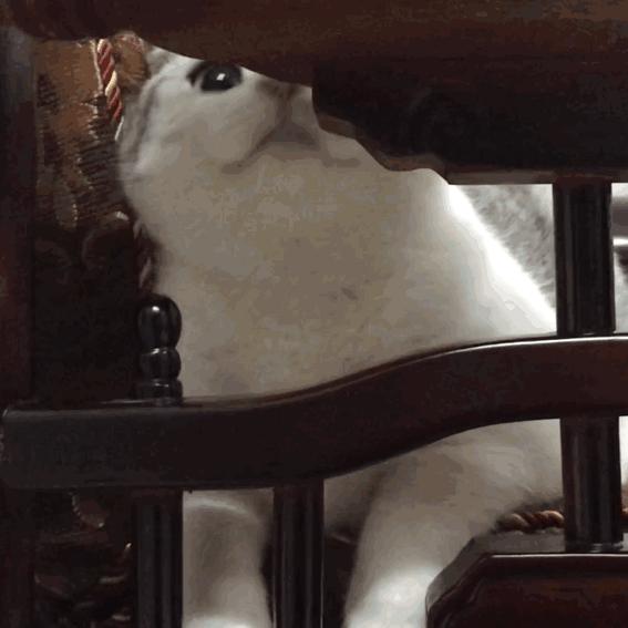 e7ac9c63ly1g8e764444mg20fr0frb2b.gif