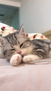 81fa7475ly1gbkb0ztjt0g204u08mqvc.gif