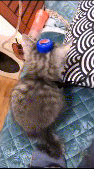 81fa7475ly1gbsisruxusg2056098u14.gif