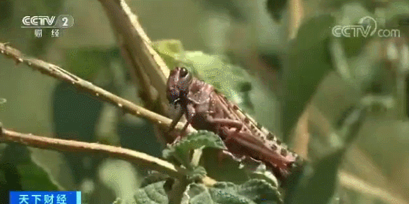 36e8281c2df74e28b51ab58dcd11d4a4.gif