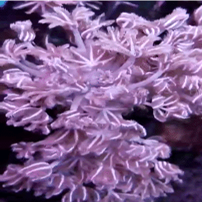 3375502f6a0b08640cfdf869ac6af8bf.gif