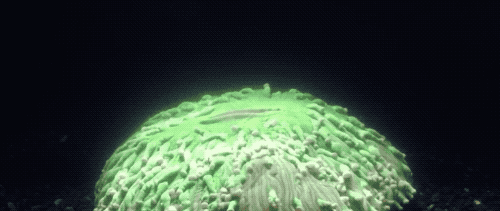 d992c4b521fc922f3b6cc6ff47f7b26a.gif
