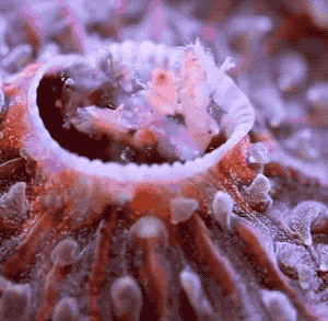 8f3a19a29a2e60cee356a94fd57af1ff.gif