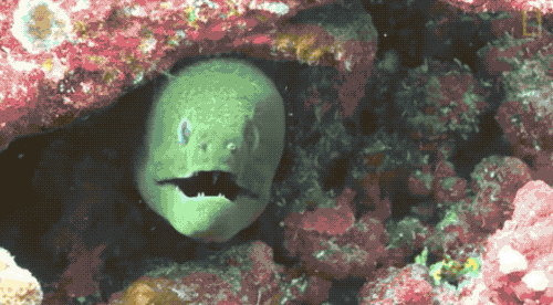 549f00b1214f2b4c47d9cefbe30f2248.gif