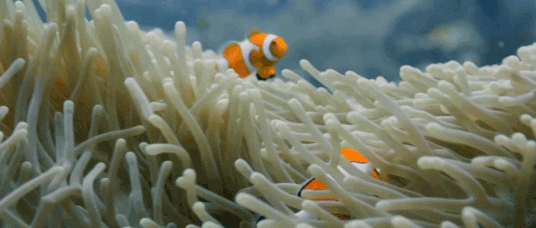 9e853fc62a8ef59a041c5b5bbf933602.gif